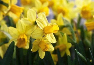 Narcisy