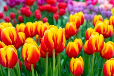 Tulipány