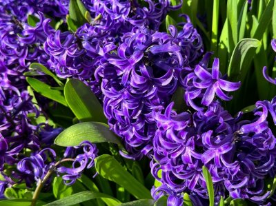 Hyacinty