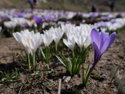 Krokusy