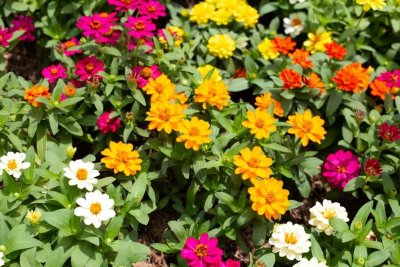 Zinnia elegans