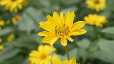 Helianthus