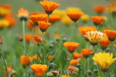Calendula officinalis