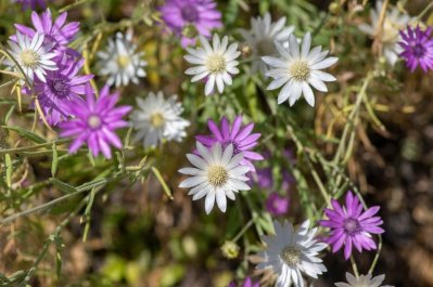 Xeranthemum annuum