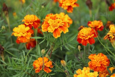 Tagetes patula