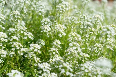 Lobularia maritima