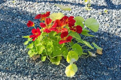 Tropaeolum majus