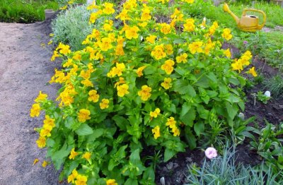 Mimulus luteus