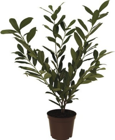 Bobkovišeň v květináči