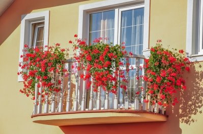 Balkon se třemi velkými trsy červených pelargonií