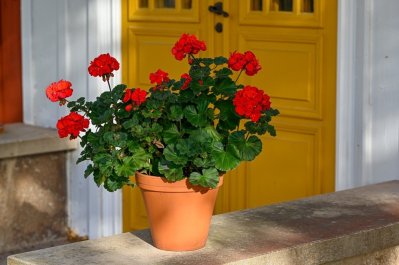 Červeně kvetoucí pelargonie v terakotovém květináči