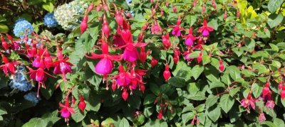 Fuchsie