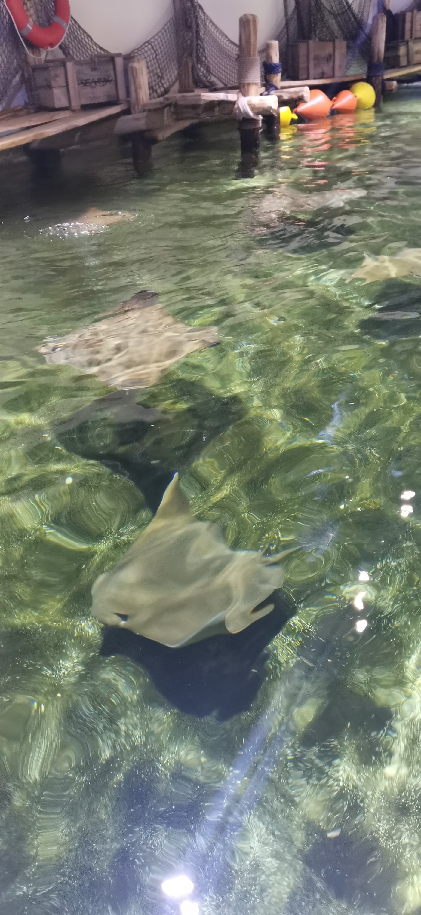 Rejnoci v zoologické zahradě