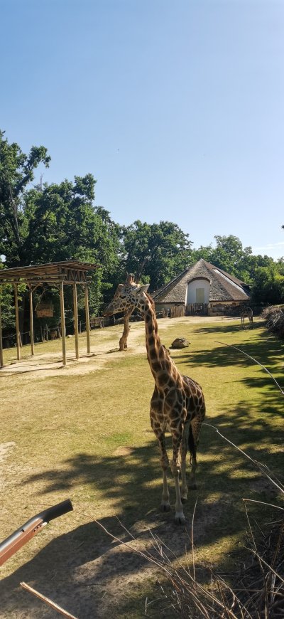Žirafa v zoologické zahradě