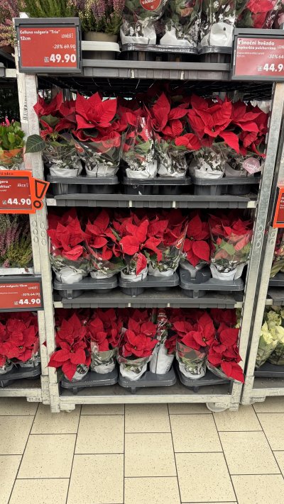 Třpytivá vánoční hvězda Euphorbia Pulcherrima za 59,90 Kč