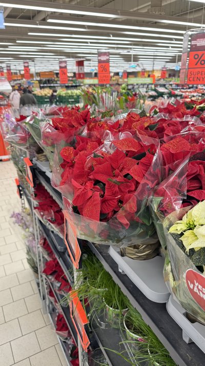 Vánoční hvězda od 29,90 Kč