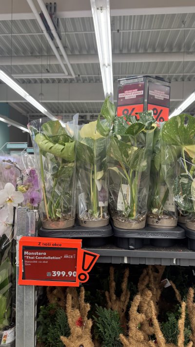 Monstera Thai Constellation za 399,90 Kč