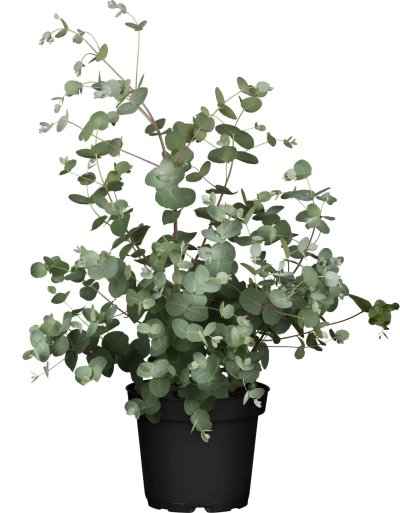 Dekorace Eucalyptus v květináči – Ø 12 * 43 cm