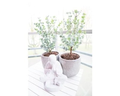 Dekorace Eucalyptus v květináči – Ø 12 * 43 cm