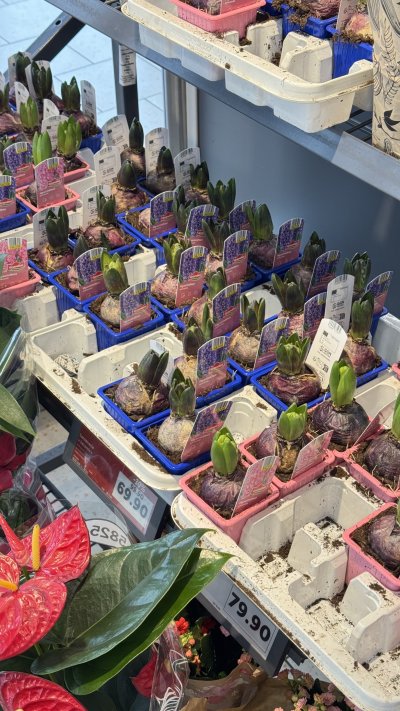 Obchody se plní jarními květinami