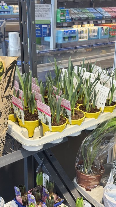 Obchody se plní jarními květinami