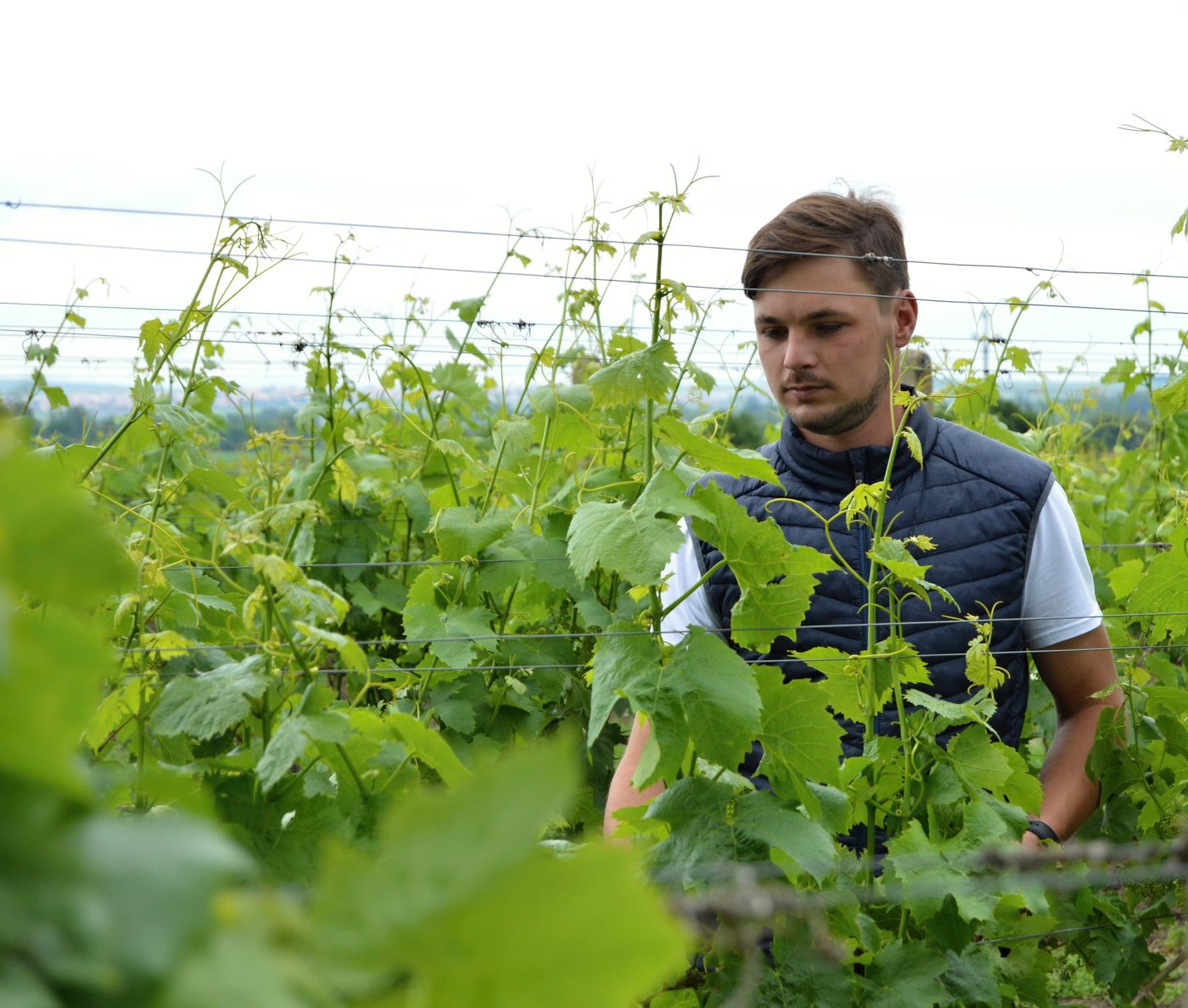 Vinař Dominik Straka ve vinohradu