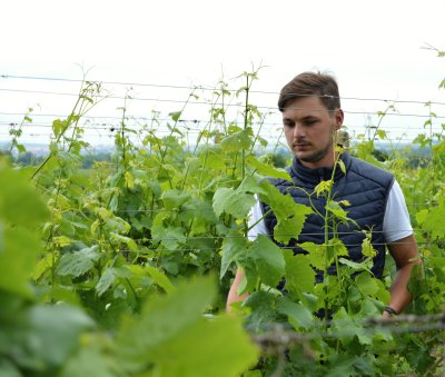 Vinař Dominik Straka ve vinohradu