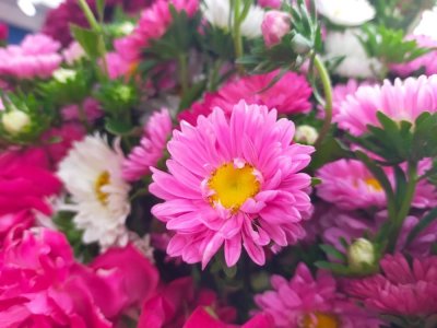 Callistephus chinensis