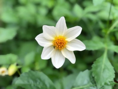 Dahlia mignon