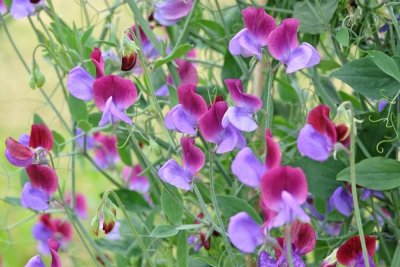 Lathyrus odoratus