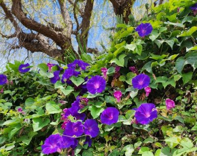 Ipomoea purpurea