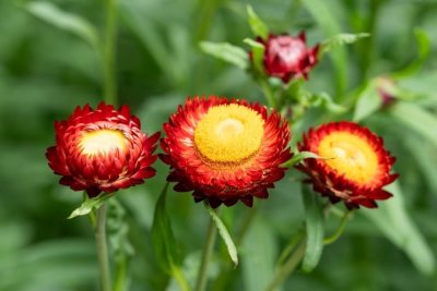 Elichrysum bracteatum