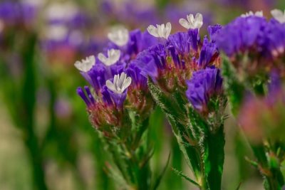 Limonium sinuatum