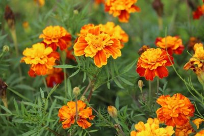 Tagetes patula