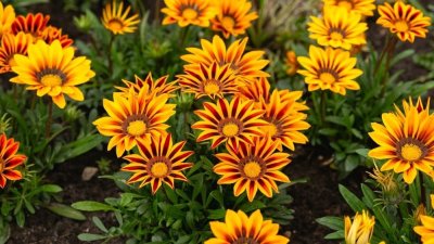 Gazania splendens