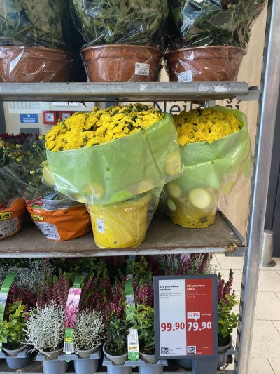 Květiny v květináči v obchodě