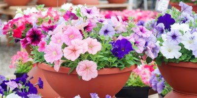 Různě barevné petúnie v květináčích