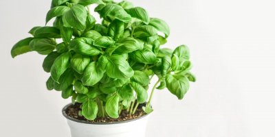 Bazalka v květináči