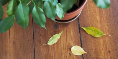 Tři žluté spadlé listy, pokojová rostlina