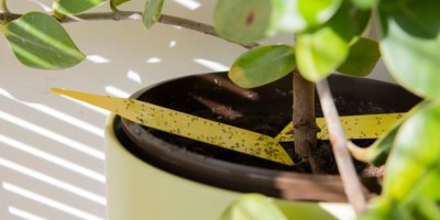 Pokojová rostlina s pastičkami proti smutnicím