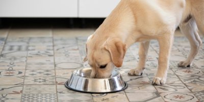 Labrador jí z misky