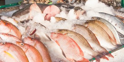 Ryby ležící v ledu na pultu