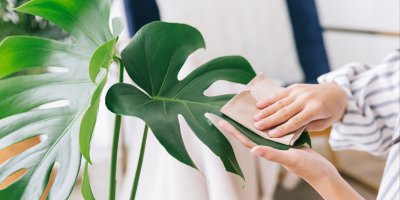 Žena hadříkem utírá prach z listu monstery