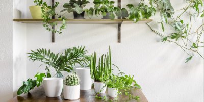 Sukulenty a další pokojové rostliny na stole