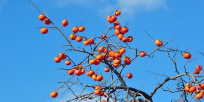 Tomel je ozdobou zahrady a svými plody bude krášlit okolí domu až do Vánoc