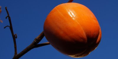 Kaki nemusíte loupat, stačí slupku pořádně omýt vodou 