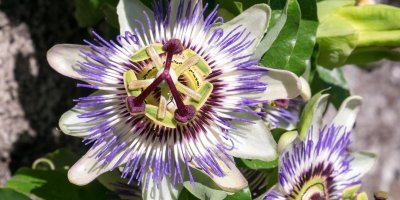 Barevný květ mučenky