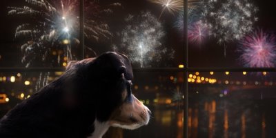 Pes se za oknem dívá na ohňostroj