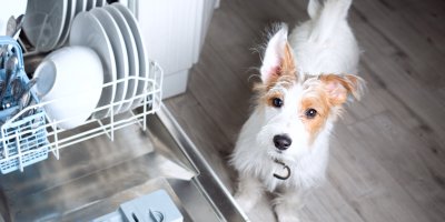 Pes stojí u otevřené myčky