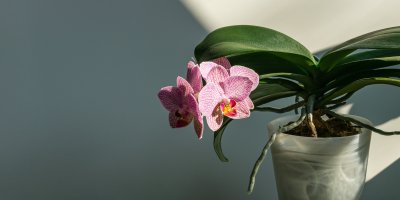 Drobná růžová orchidej v květináči